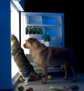 Dog and cat nutrition