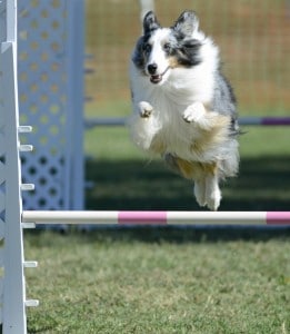 Dog jumping for agility