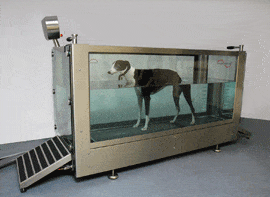 With the underwater treadmill your dog or cat can walk or swim in the warm water!