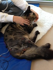 Mowgli having electroacupuncture for pain relief