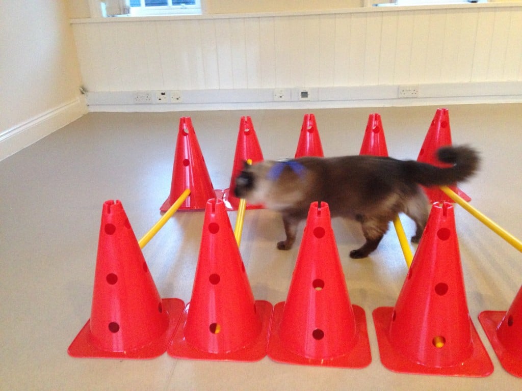 Cat having physiotherapy exercise