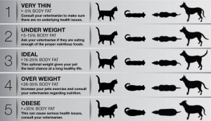 Cat and dog body score chart