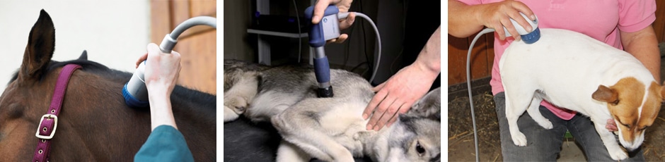https://www.storzmedical.com/en/news-press/entry/shock-wave-therapy-for-veterinarians-an-overview.html
